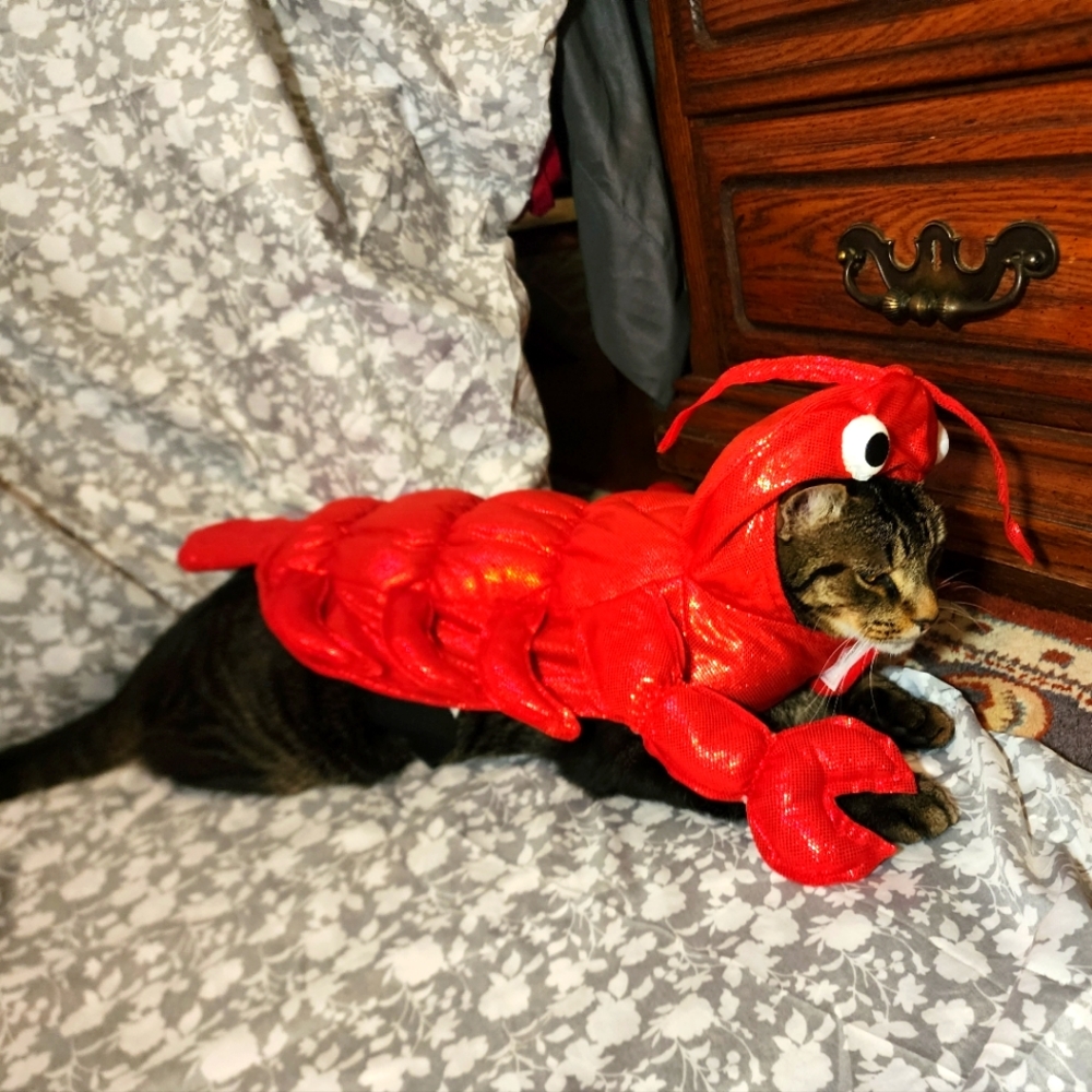 Lobster costume small cat or dog adjustable velcro straps halloween